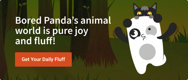 Bored Panda Animals Banner