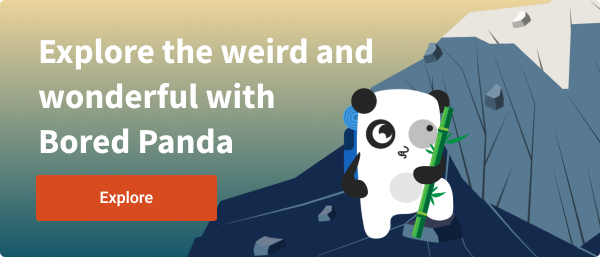 Bored Panda Curiosities Banner